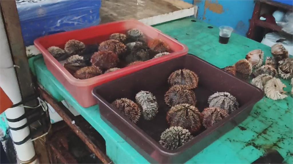 澎湖開放野生海膽採捕　「這原因」釀數量銳減