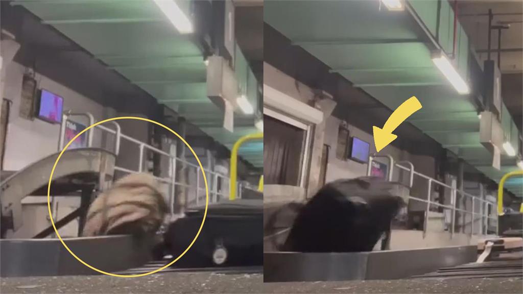 離譜!機場員工笑砸乘客行李全被錄 背包飛出輸送帶網怒:難怪常不見