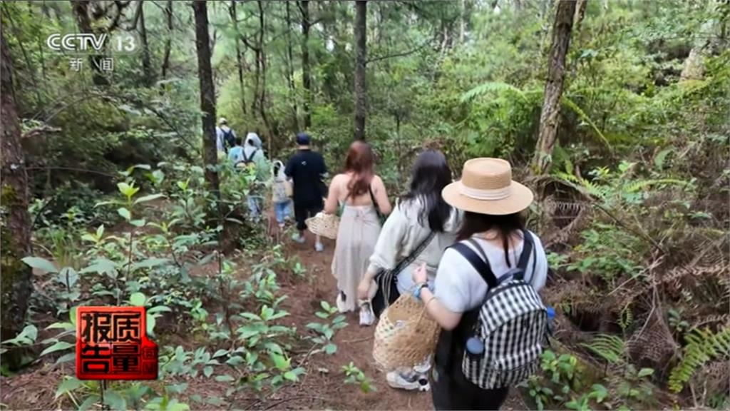 雲南掀採野菇熱潮　「大理採菌子」報名人數踴躍