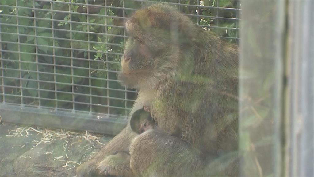 瀕危巴巴里獼猴喜獲雙胞胎! 德國動物園盼順利長大