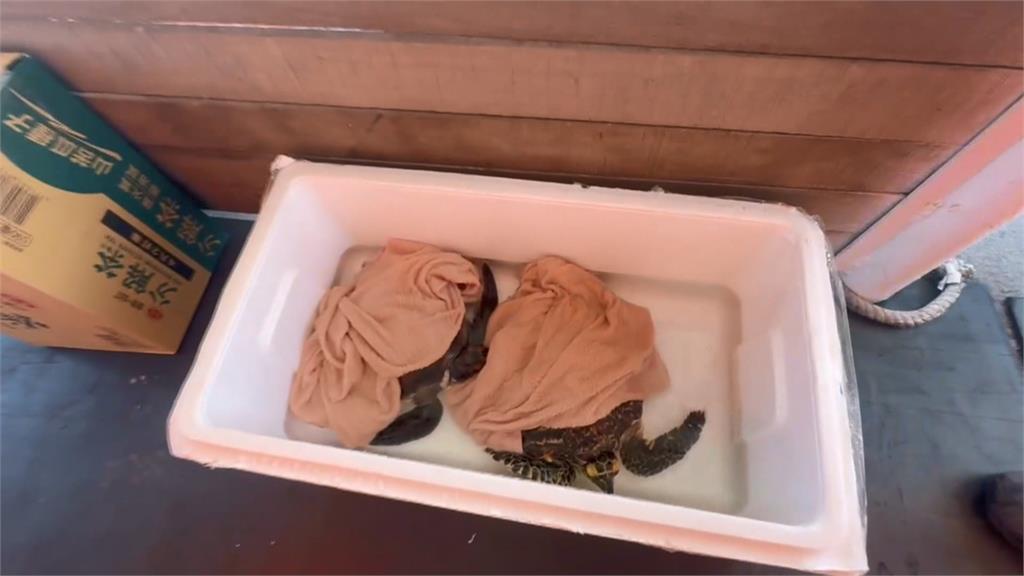 海上2隻小海龜被漁網纏繞！　澎湖浮潛業者果斷救援