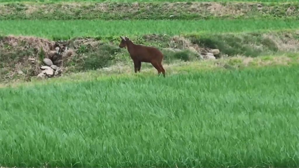 快新聞／低海拔罕見稀客！　長鬃山羊首現蹤關山水稻田「追鳥」