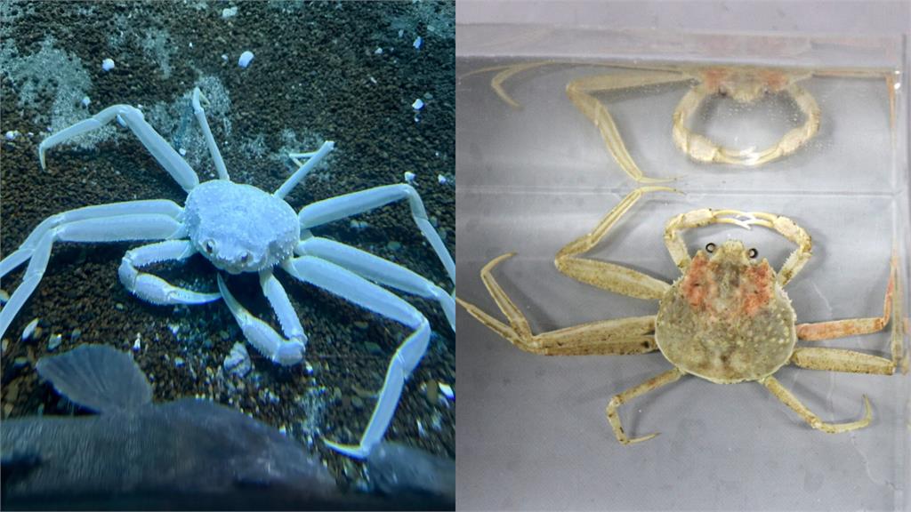 日本「雪白松葉蟹」待產中！專家驚呼：躲10年天敵才能成海洋奇蹟