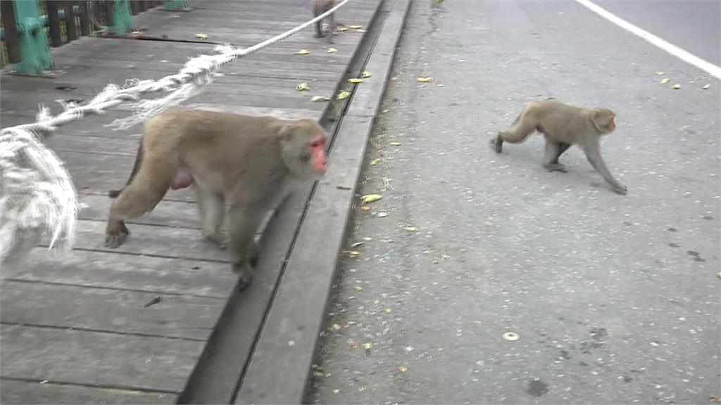 趕都來不及還帶回家養? 台東查獲多起私養獼猴案