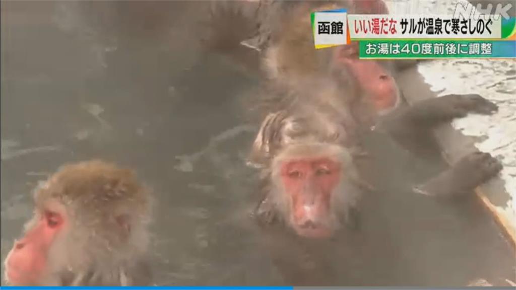 北海道植物園設溫泉讓猴群避寒  吸引民眾前來