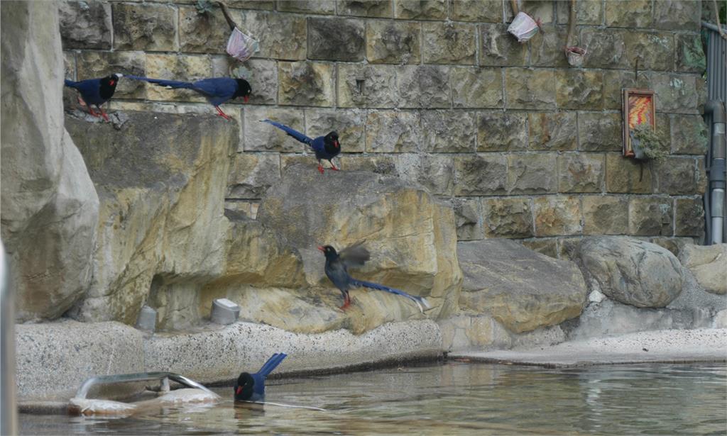 台灣藍鵲竟愛「泡湯戲水」!還有鳥在岸上負責留守戒備