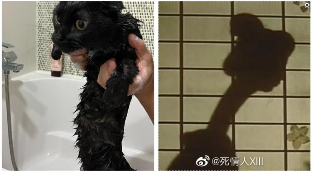 黑貓洗完澡竟變日本傳說「長頸女妖」!驚人畫面曝光引10萬人朝聖