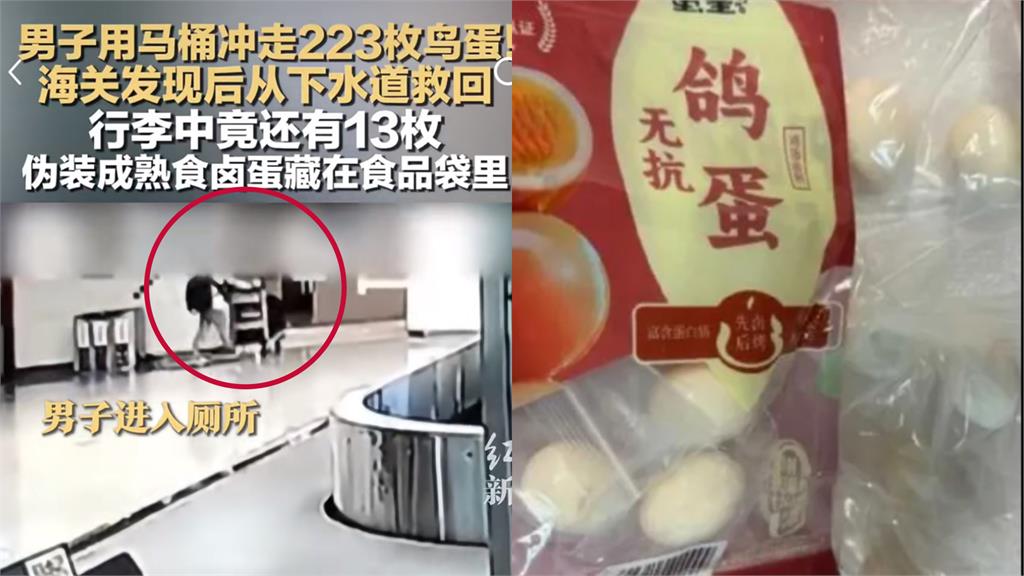 男子機場走私「223顆鸚鵡蛋」沖馬桶！海關神救援竟奇蹟孵出37隻