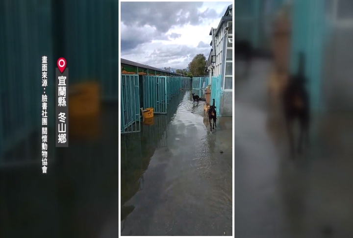 豪雨淹冬山動物關懷協會　毛孩站沙發上很無助