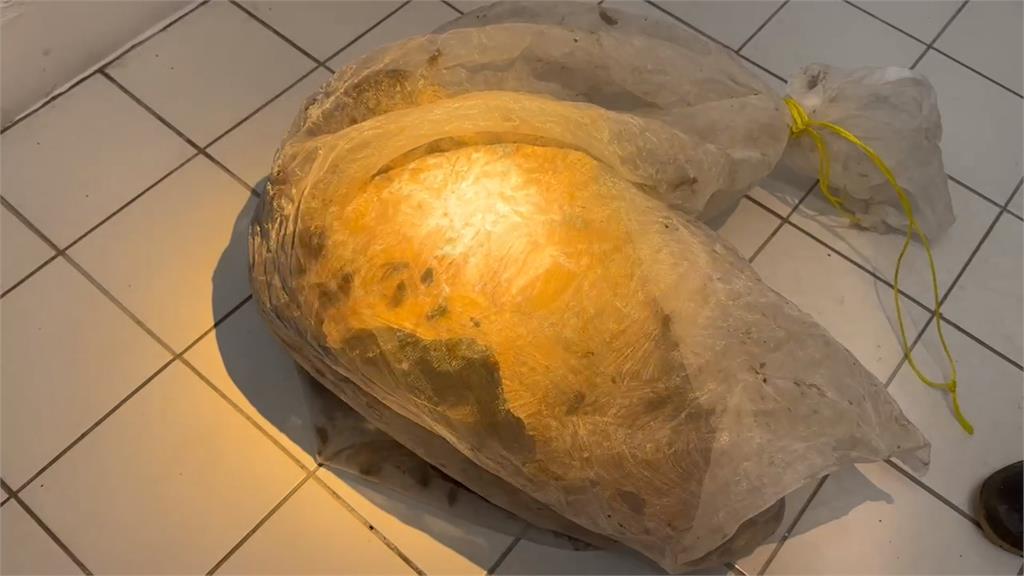 基隆捕蜂隊捕獲上百隻虎頭蜂　「超大蜂窩」摘除畫面曝光