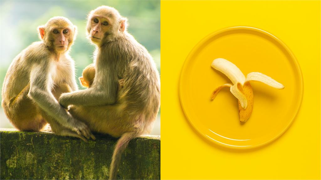 他求職拋「想用香蕉請人去請猴子」！雇主傻眼曝履歷萬網戰翻：投訴狀？