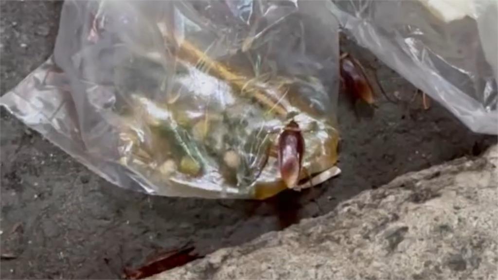 蟑螂打死沖馬桶超NG！醫搖頭：恐越沖越多、爬回你家...教「1招」正確滅蟑