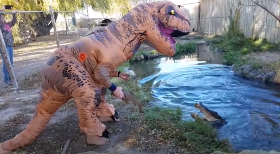 為了幫胖鱷魚減肥！動物園派人穿暴龍裝「下水餵食」　玩命畫面曝光