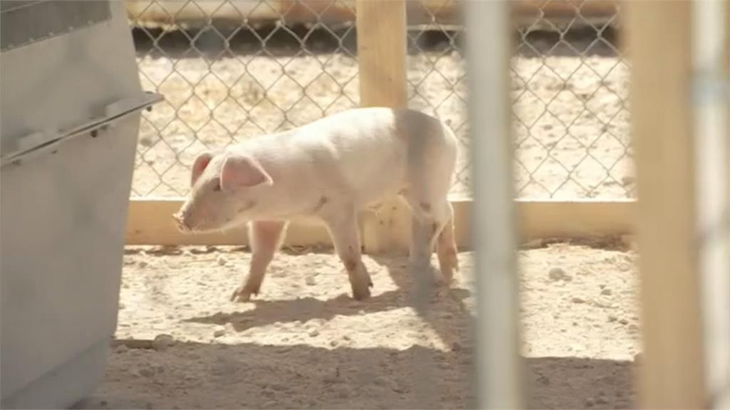 小豬仔摔出運豬車「改變命運」　遭後方駕駛撿走、將送動物庇護中心
