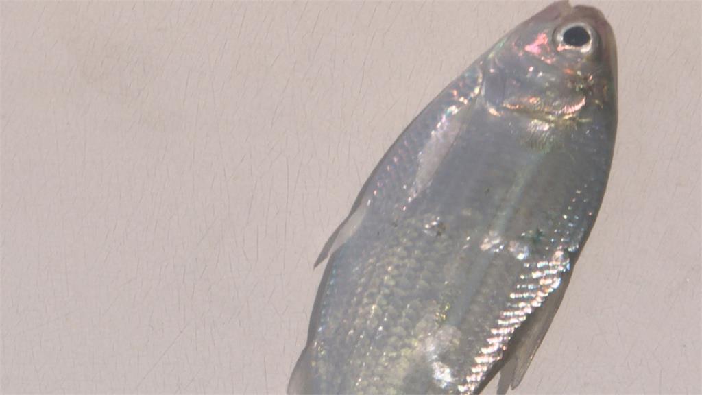 「大批魚群」突竄出水面！　遊客被嚇壞　在地人這麼說