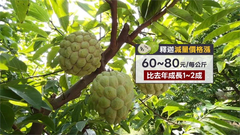 颱風+西南氣流豪雨衝擊！台南歸仁釋迦最大產地、產量只剩3成