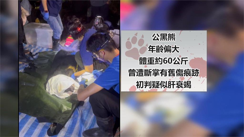 黑熊全身抽搐身亡　疑年事已高肝衰竭致命