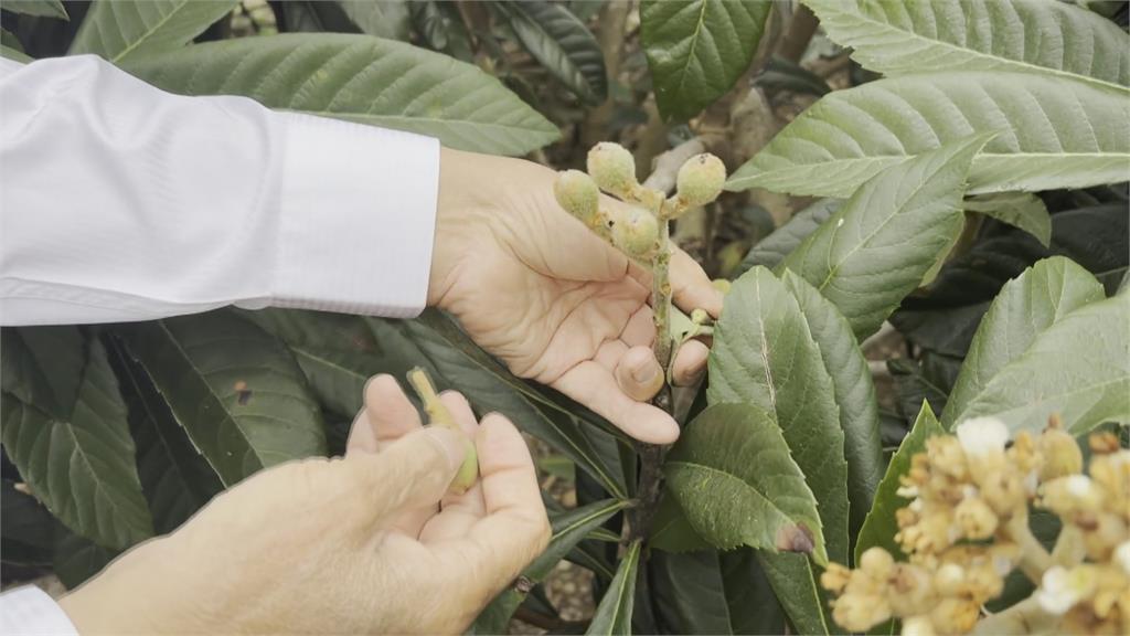 台東初鹿枇杷花逐漸綻放 果農「疏花」泡茶飄香