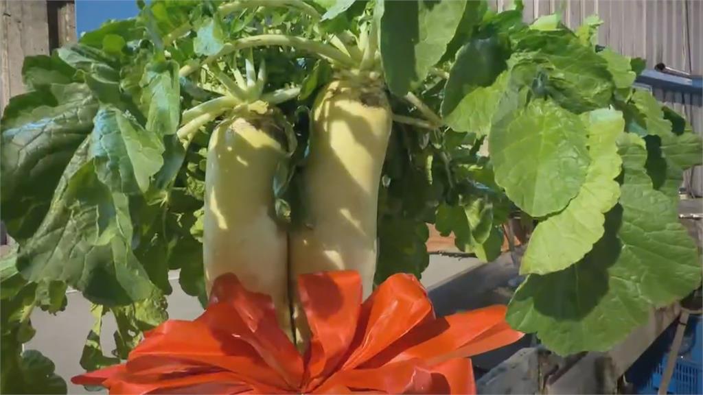 嘉義布袋「菜脯音樂會」 5姊弟學習音樂回饋故鄉