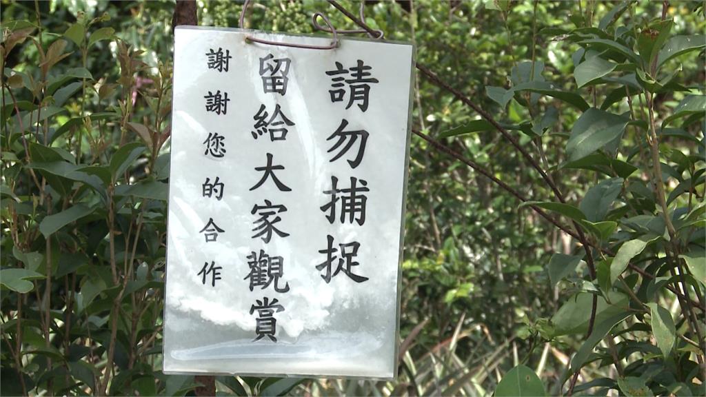 彰化芬園有「獨角仙秘境」　因為這行為傳地主放話要砍樹