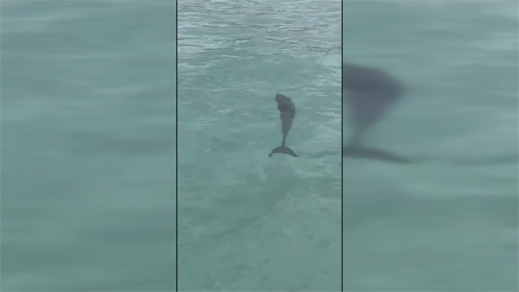南灣驚現小海豚伴遊客衝浪　墾管處籲避免驚擾