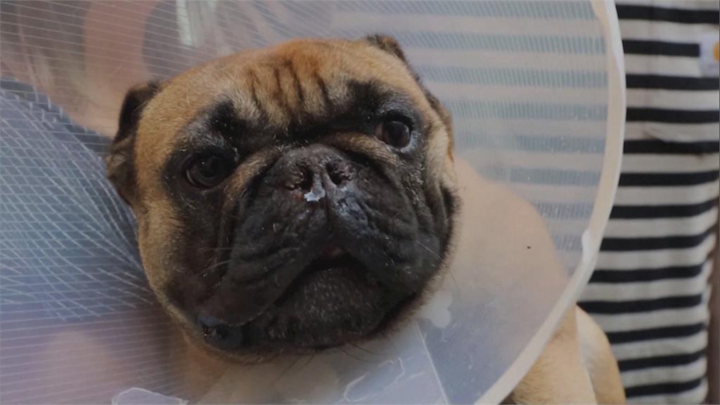 巴哥犬、法鬥扁臉影響健康　荷蘭擬修法禁飼養