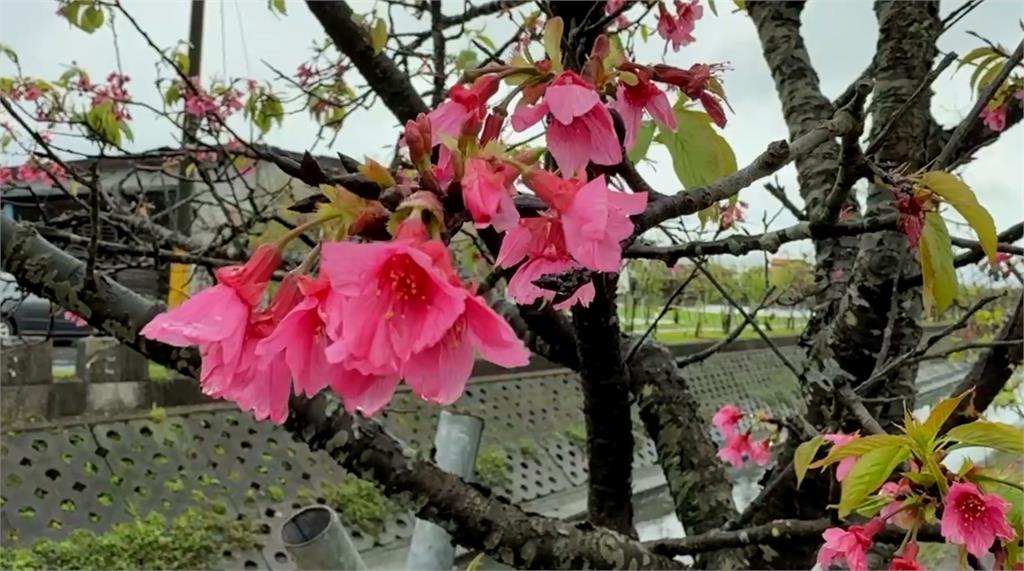 不必登高!宜蘭最美平地櫻花炸開 漫步櫻花樹下感受浪漫氛圍