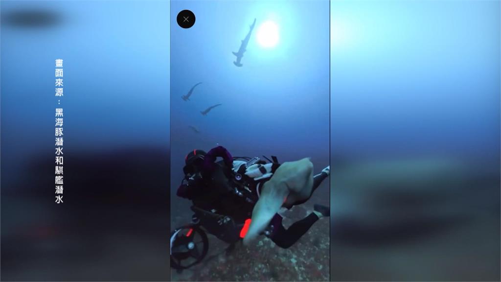不用去日本！「錘頭鯊風暴」現蹤墾丁海域　潛水客驚呼連連