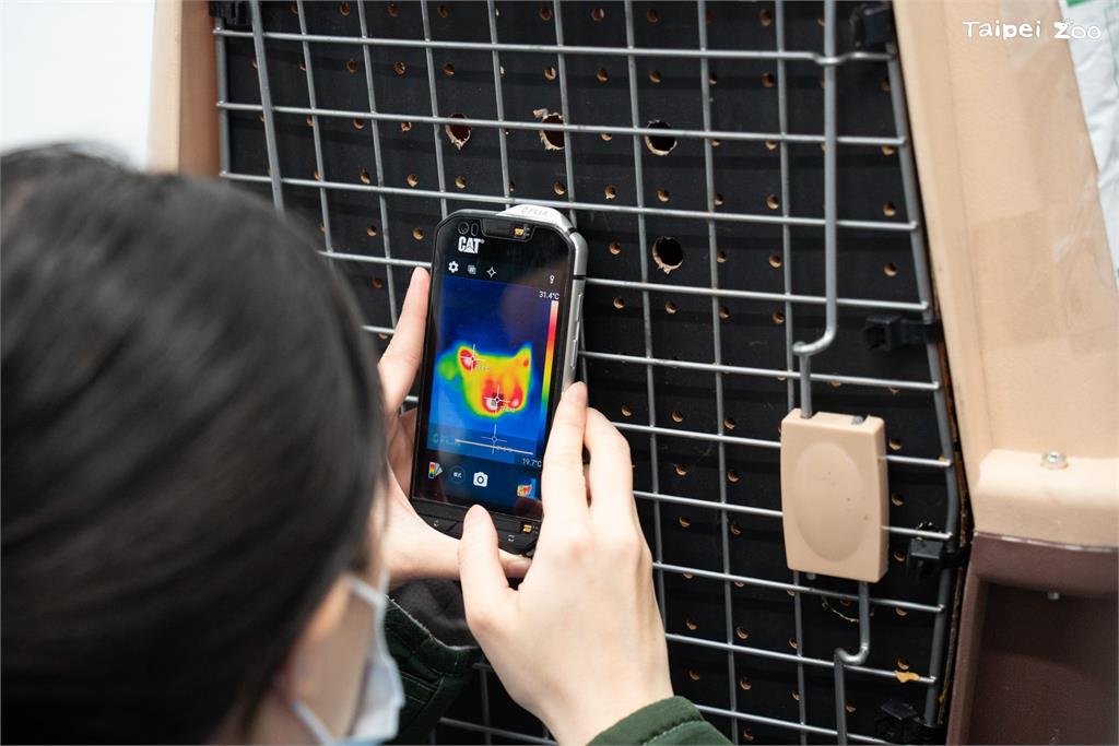 快新聞／日本小貓熊「茜茜」抵台入厝！　台北動物園透露「見面時間點」