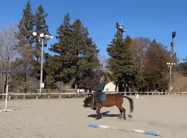 日本驚見「六腳馬」新品種?畫面瘋傳破千萬觀看…台日網友崩潰:笑到眼淚噴出來