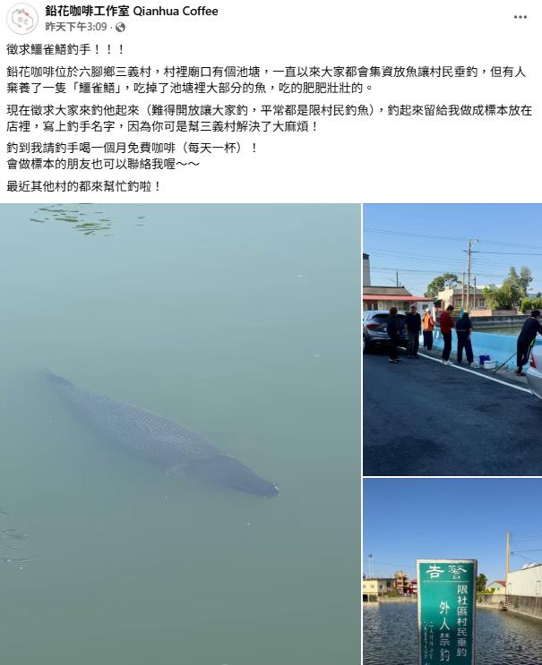 嘉義放生池現「鱷雀鱔」啃光魚群!店家祭「通緝令」:釣到請喝咖啡1個月