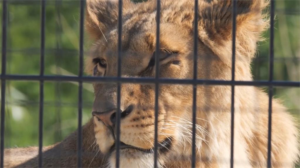 不忍俄烏戰火動物受害! 英非營利組織救援5隻獅子