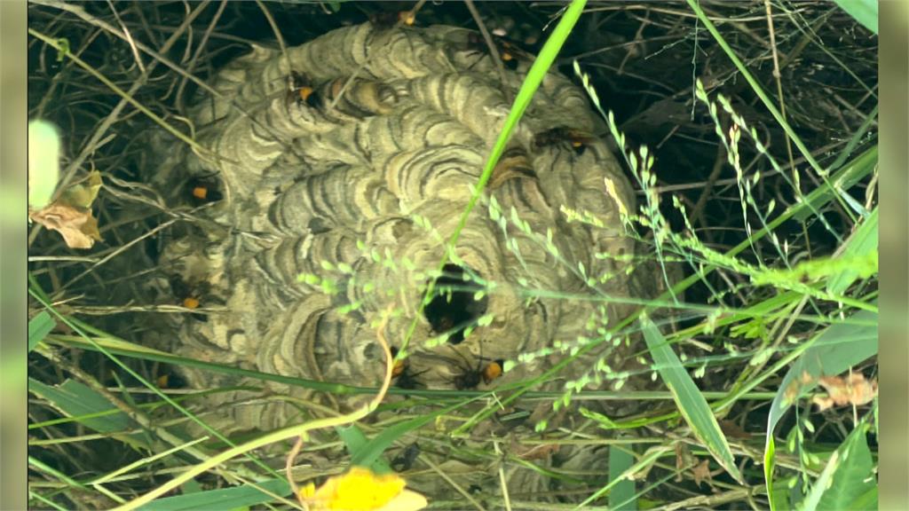 選舉看板後方驚見籃球大虎頭蜂窩　憂心安全連夜摘除