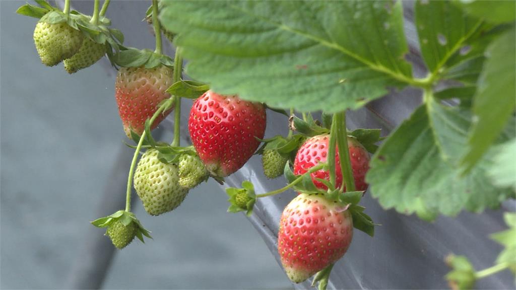 放寬日本草莓農藥標準挨轟　食藥署：最快2週內預告