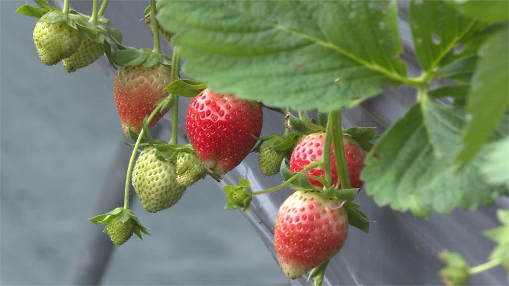 放寬日本草莓農藥標準挨轟 食藥署:最快2週內預告