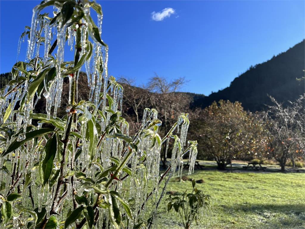 快新聞/武陵農場藤花園「冰晶宮」再現! 冰花晶瑩剔透超絕美