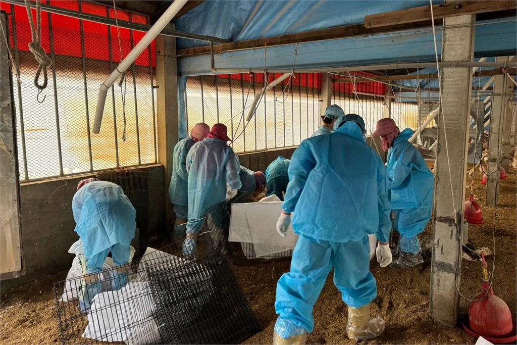 快新聞／雲林麥寮2禽場再傳禽流感　逾1.2萬隻雞、鵝遭撲殺