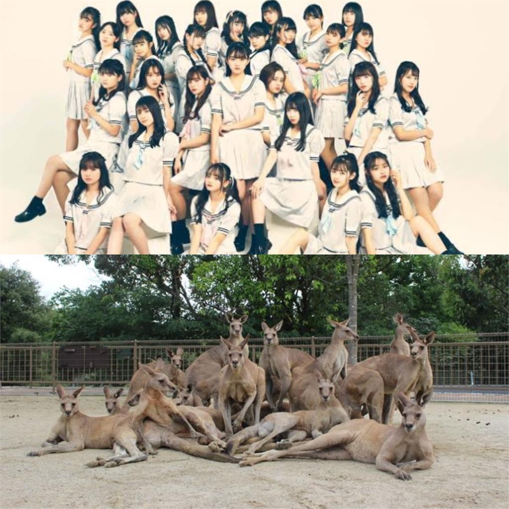日本動物園「偶像級袋鼠」團體登場!合照「激似韓團」 網驚:天團氣勢!