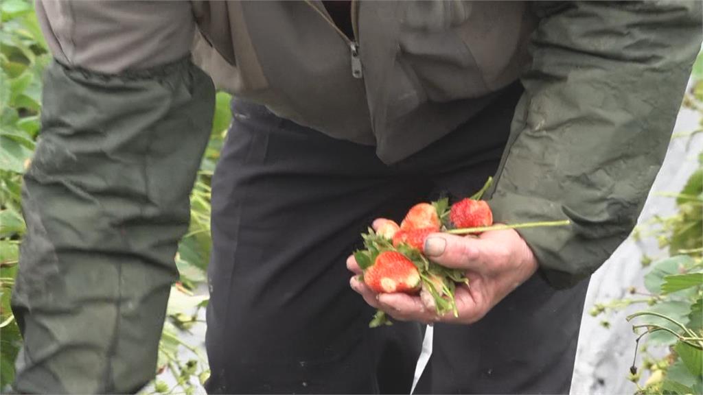 彰化葡萄逾5成凍傷　南投草莓農損逾9成