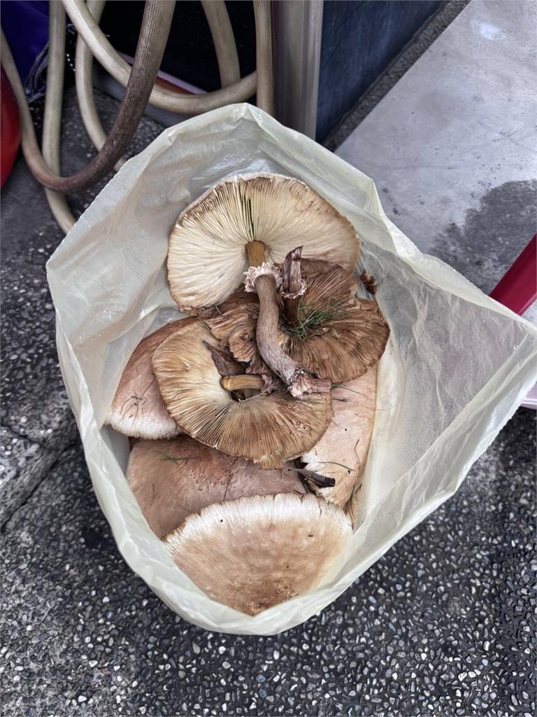 南部豪雨「下到刷1排大香菇」　民眾分隔島搶拍影響交通「警1次拔光」