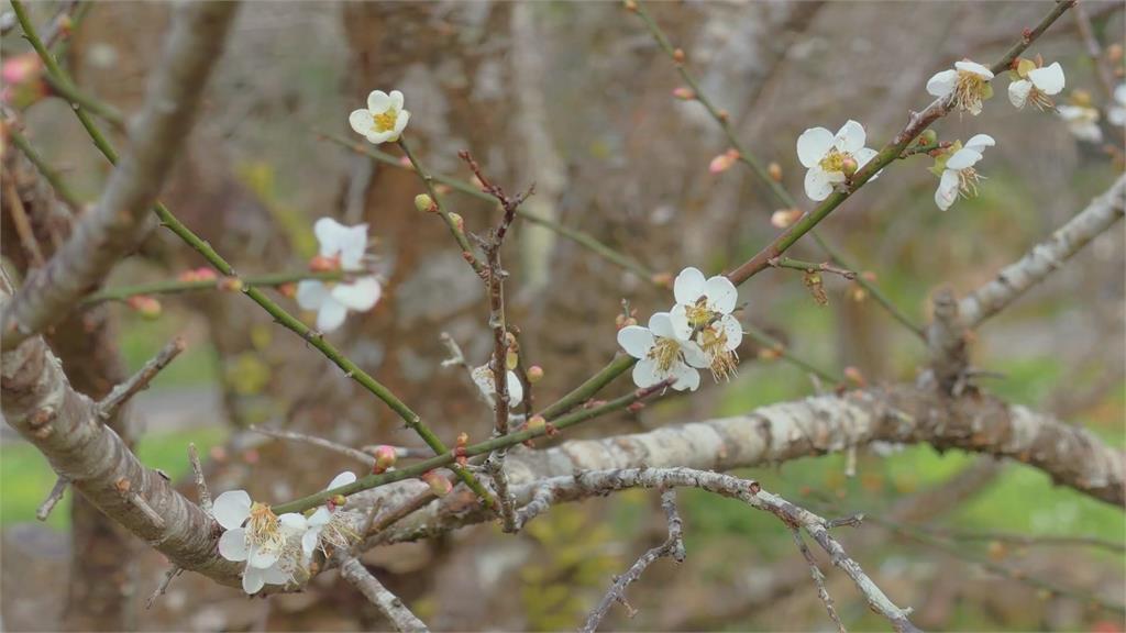 天冷衝業績！　台南牛肉湯﹑牛肉麵店絡繹不絕