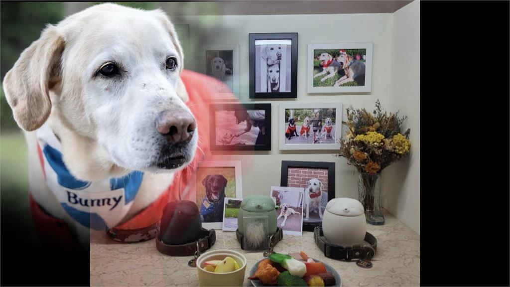 蔡英文愛犬犬Bunny過世! 等她出訪回家「互相道別才離開」