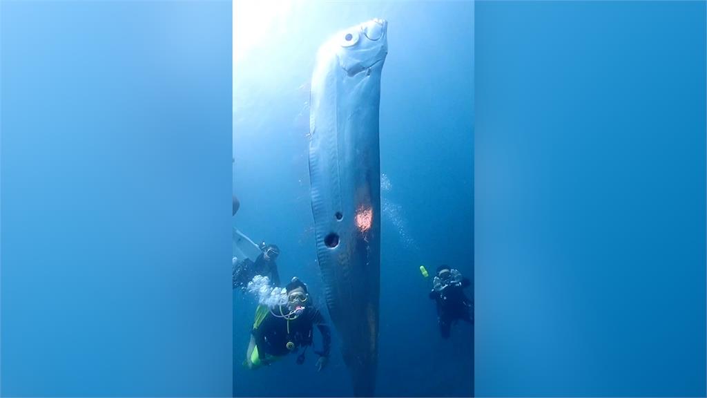 東北角淺海奇遇2公尺地震魚　罕見一幕驚呆全網