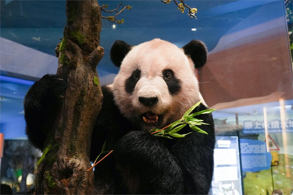 快新聞/讓民眾成為保育全球生物多樣性一分子 北市動物園「瀕危動物故事館」開幕