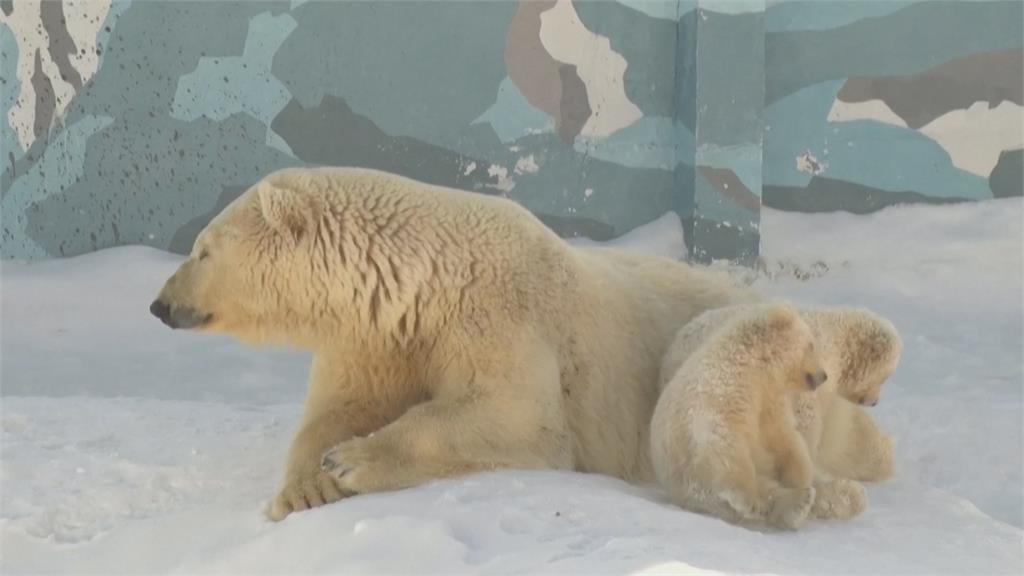 俄羅斯薩哈共和國動物園　「北極熊龍鳳胎」出生徵名