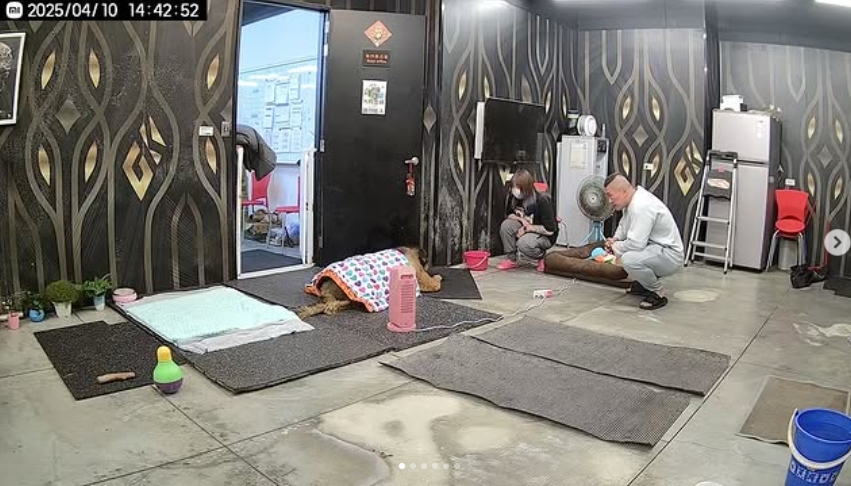 昔攻擊老婆害流產…館長愛犬離世!安樂死前夕「最後道別」畫面曝:我愛你兄弟