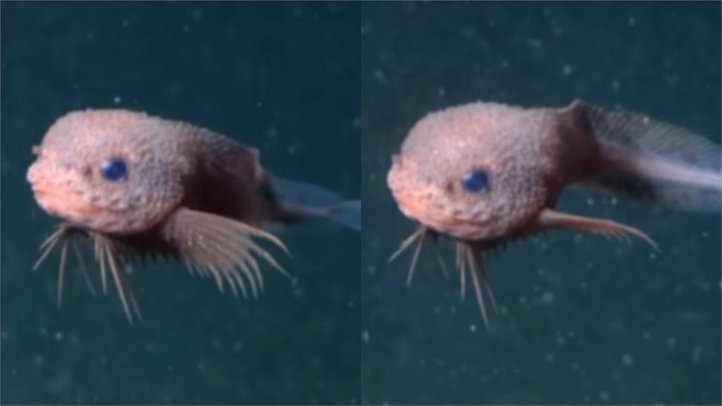 深海3200m驚見「呆萌新物種」！「粉嫩軟Q＋水靈藍眼」3cm蝸牛魚亮相