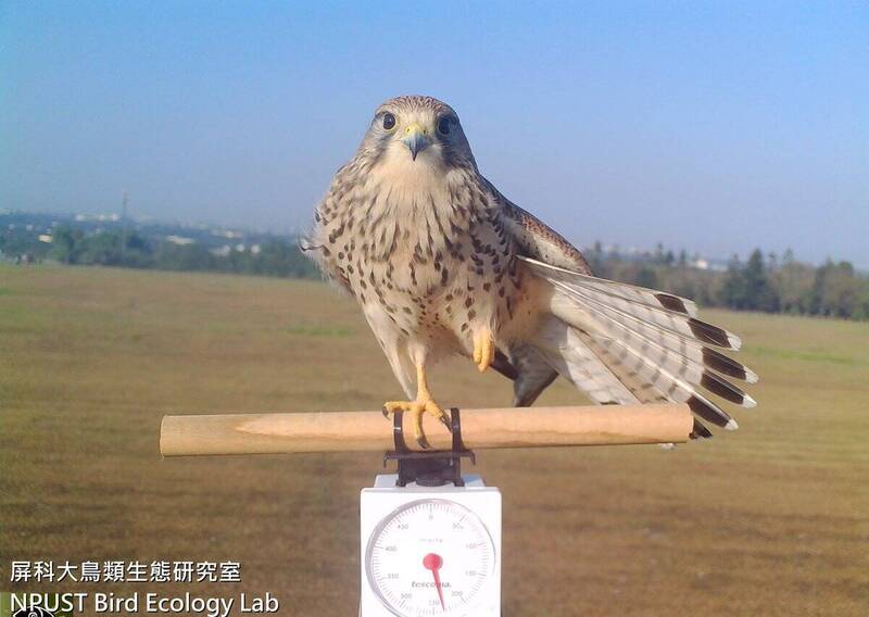 屏東科大「超巨野鳥」秤重全被拍！爆量體重遭無情公開…畫面紅到日本