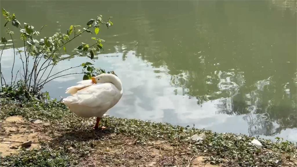 新竹公園「鵝寶」失蹤了! 民眾憂恐遭虐殺