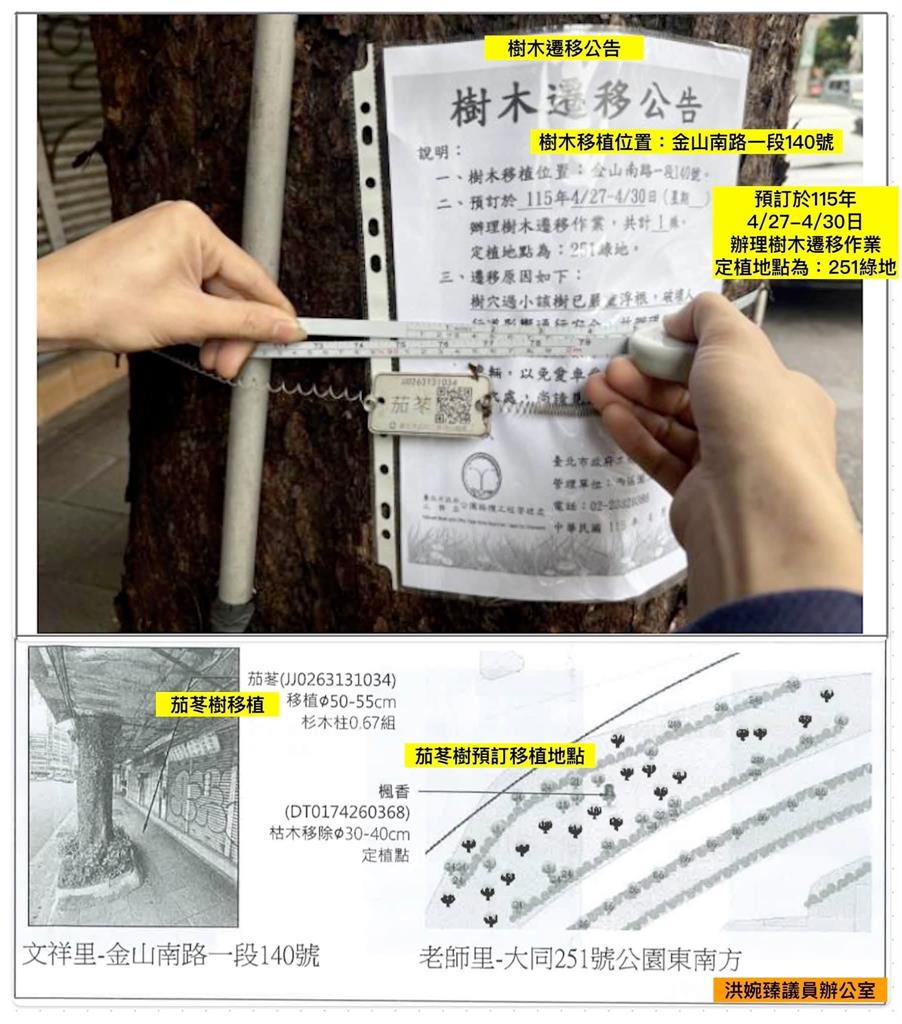 快新聞／茂密巨樹遭鋸斷「像流血」！竟是移植變砍樹　她火大怒轟北市府